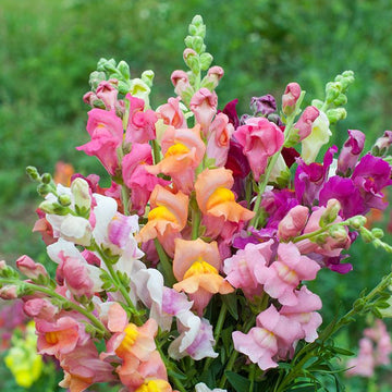 Aslanağzı Çiçeği Tohumu Paketi