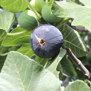 Bursa Siyahı (Dürdane) İncir Fidanı - 2.5 Yaş - Açık Köklü