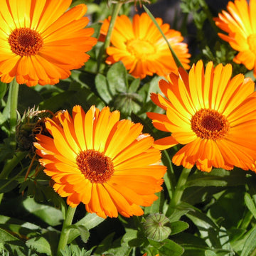 Aynısefa Otu (Portakal Nergisi) Tohumu Paketi