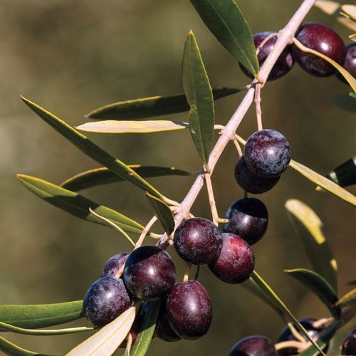 Arbequina (Bodur) Zeytin Fidanı