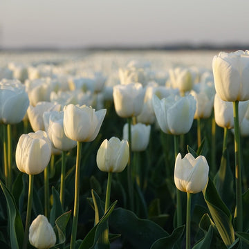 İthal Beyaz Renkli Lale Soğanı Paketi
