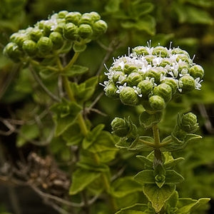 Bilyalı Kekik Tohumu Paketi