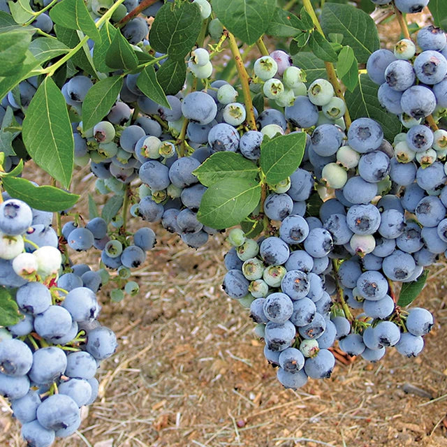 Yaban Mersini Fidanı - Blueberry Sapling
