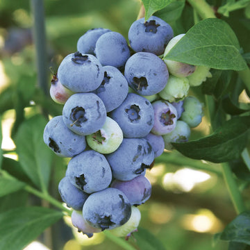 Yaban Mersini Fidanı - Blueberry Sapling