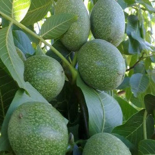 Bodur Ceviz Fidanı - Açık Köklü -  2.5 Yaş