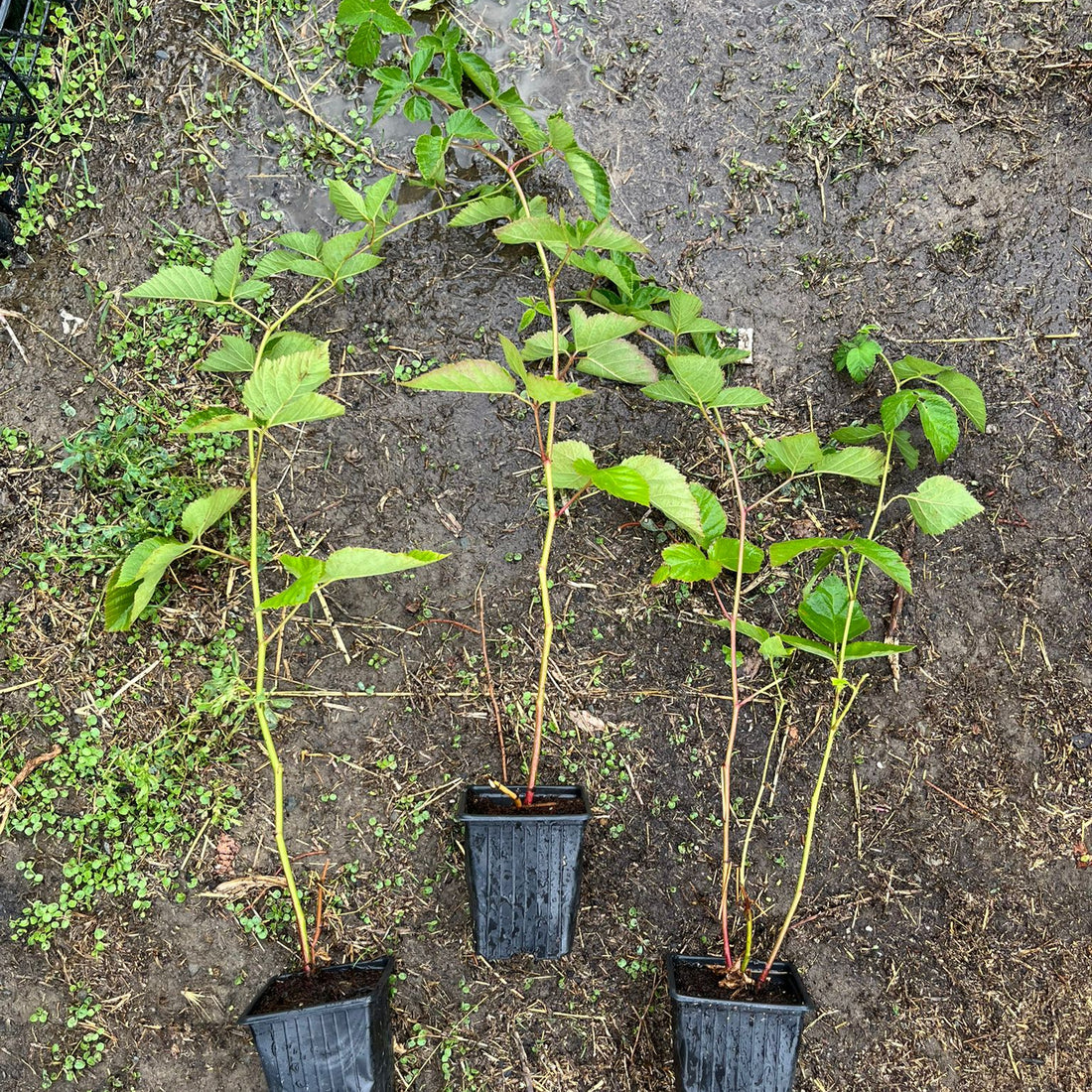Böğürtlen Fidanı - Blackberry Sapling