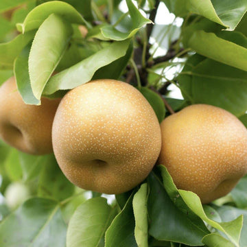 Japon Nashi Armudu Fidanı - 2.5 Yaş - Açık Köklü