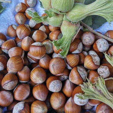 FINDIK FİDANI (Çakıldak-Foça-Palaz-Yağlı Sarı-Yağlı Kara-Giresun Yağlısı) – 3 YAŞ 70–100 CM  1.5 L SAKSILI