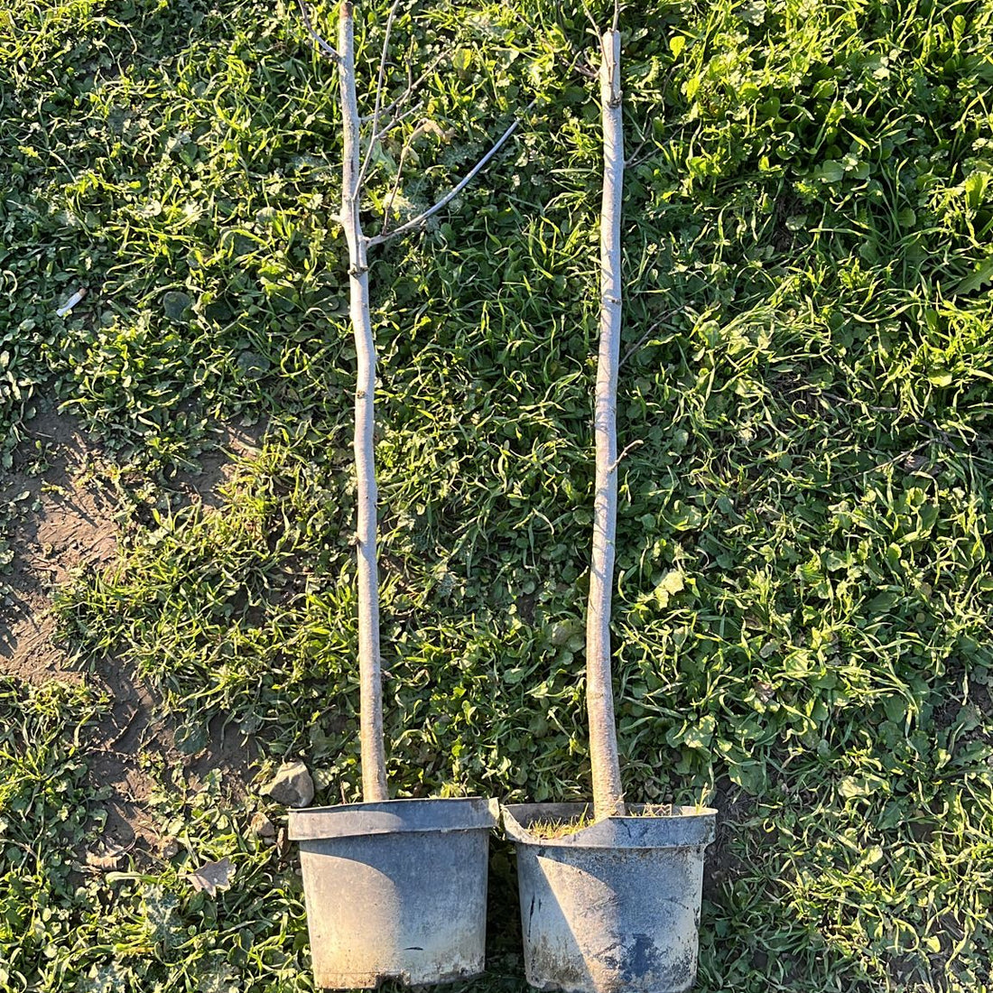 FINDIK FİDANI (Çakıldak-Foça-Palaz-Yağlı Sarı-Yağlı Kara-Giresun Yağlısı) – 3 YAŞ 70–100 CM  1.5 L SAKSILI