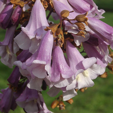 Pavlonya - Paulownia