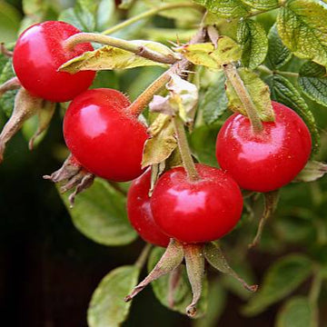 Kuşburnu (Rosa Rugosa) Fidanı