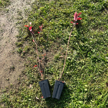 2 Yaş Yaban Mersini Fidanı - Blueberry Sapling