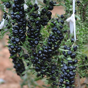 Kara Kurt Üzümü Fidanı  - Black Gojiberry