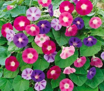 Abelia® Sabah Sefası Yetiştirme Kiti