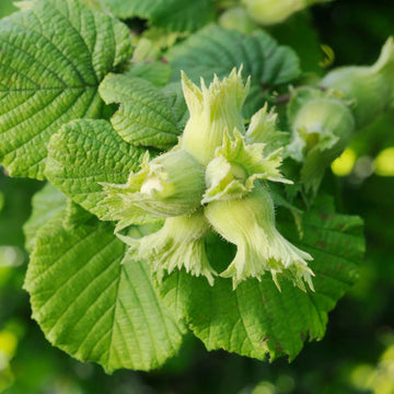 Fındık Fidanı - 2 Yaş - Açık Köklü