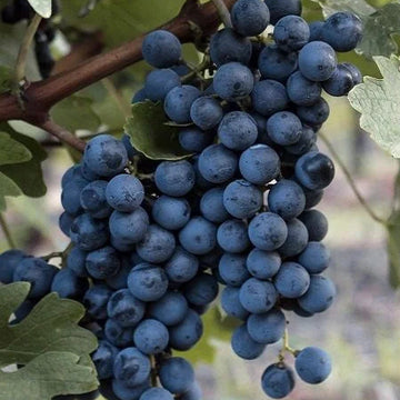 Açık Köklü - Siyah Çekirdeksiz Asma Üzüm Fidanı