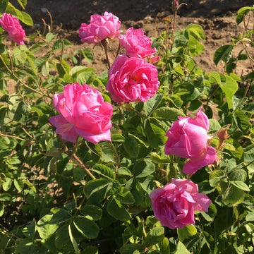 Isparta Gülü (Yağ Gülü) Fidanı – Rosa damascena