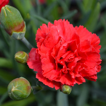 Karanfil Çiçeği Tohumu Paketi