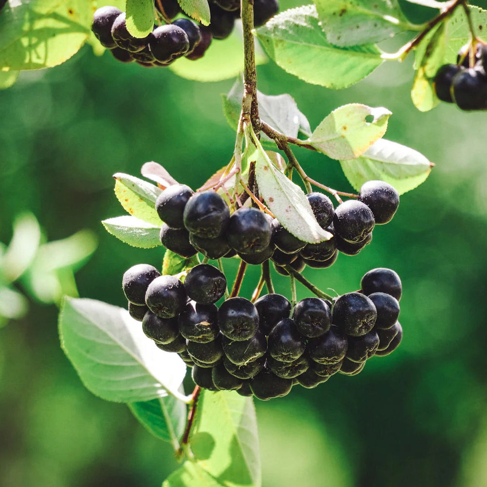Aronya Fidanı - Chokeberry Sapling