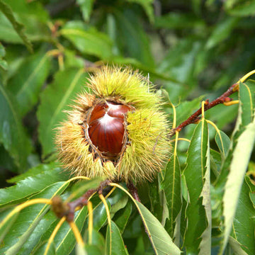 Kestane Fidanı - 2.5 Yaş - Açık Köklü