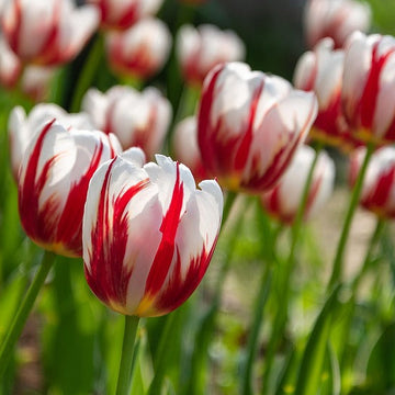 İthal Kırmızı-Beyaz Çift Renkli Lale Soğanı Paketi