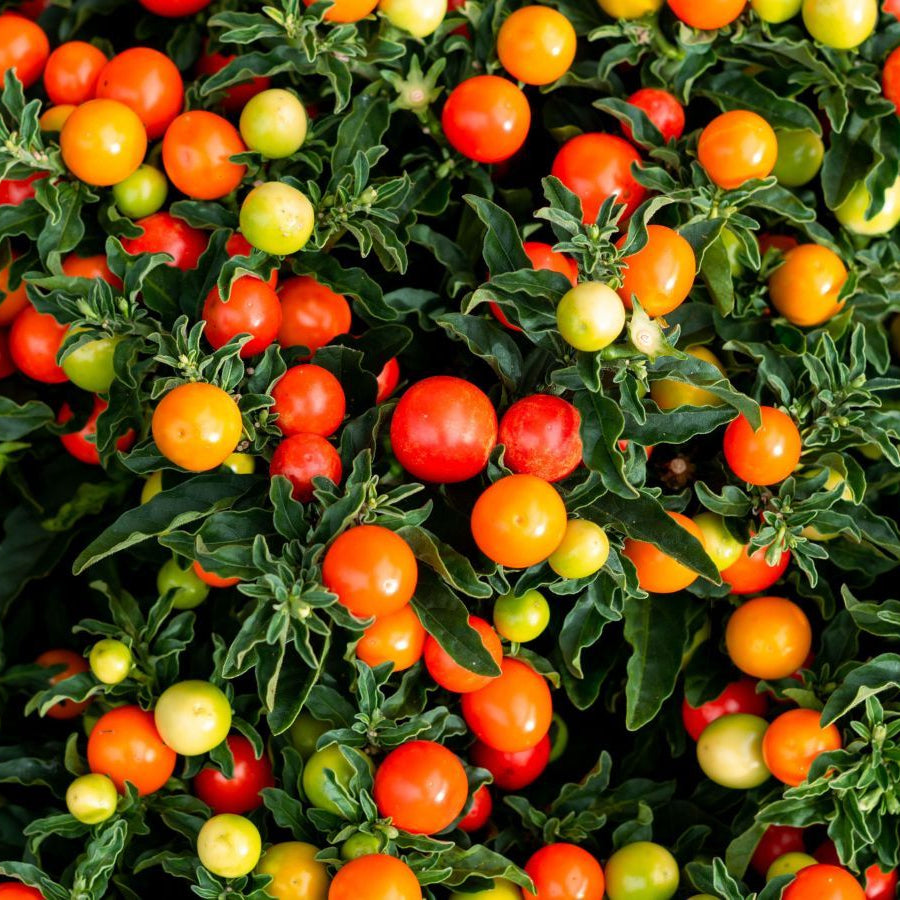 Kudüs Kirazı (Jerusalem Cherry) Tohum Paketi