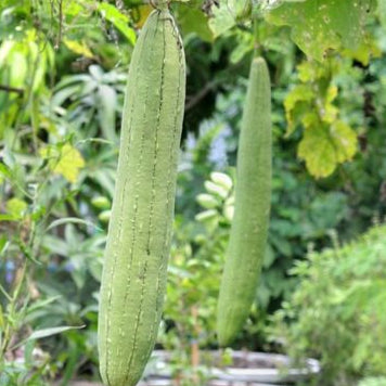 Lif Kabağı Tohumu Paketi