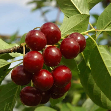 İri Meyveli Vişne Fidanı - Açık Köklü - 2.5 Yaş