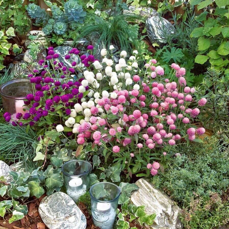 Abelia® Medine Çiçeği Yetiştirme Kiti