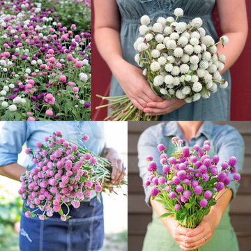 Abelia® Medine Çiçeği Yetiştirme Kiti