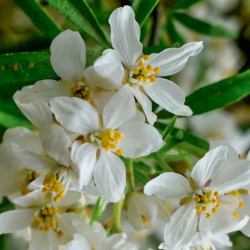 Meksika Portakal Çiçeği Fidanı - Choisya ternata