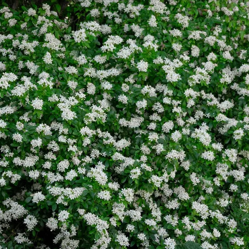 Meksika Portakal Çiçeği Fidanı - Choisya ternata