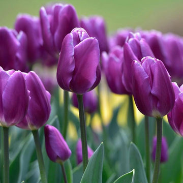 İthal Mor Renkli Lale Soğanı Paketi