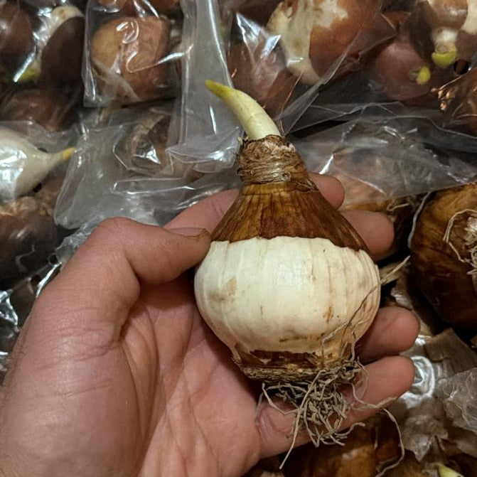 Nergis Soğanı Paketi