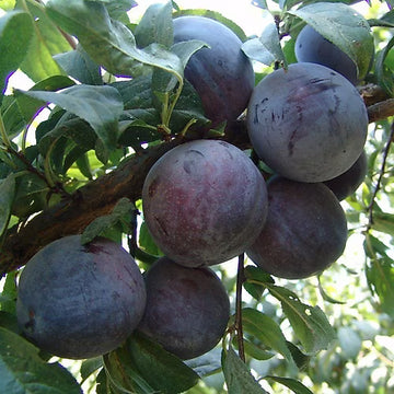 Anjelika (Angeleno) Japon Erik Fidanı - 2.5 Yaş - Açık Köklü