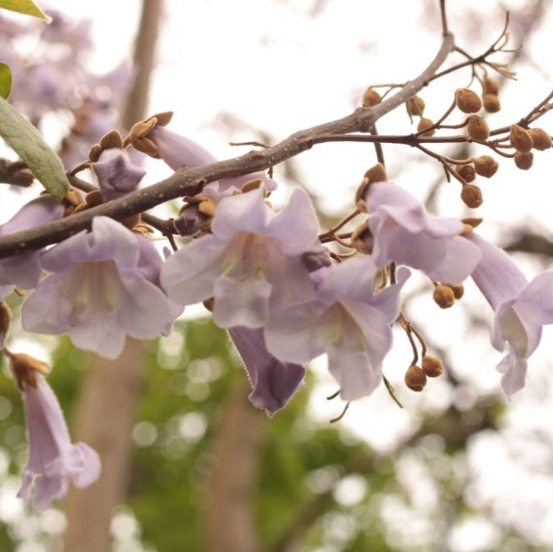 Pavlonya - Paulownia