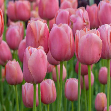 İthal Pembe Renkli Lale Soğanı Paketi