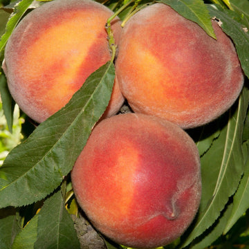 Yarma Şeftali Fidanı – Açık Köklü - 2.5 Yaş