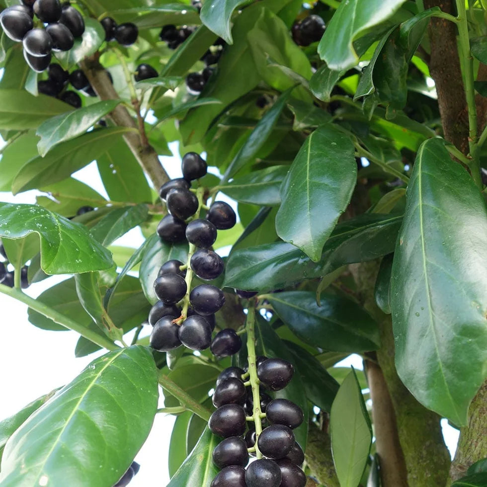 Karayemiş (Prunus laurocerasus) Fidanı