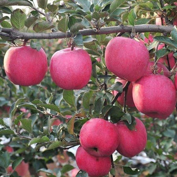 Kırmızı Elma Fidanı - Açık Köklü - 2.5 Yaş