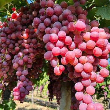 Açık Köklü - Red Globe Asma Üzüm Fidanı