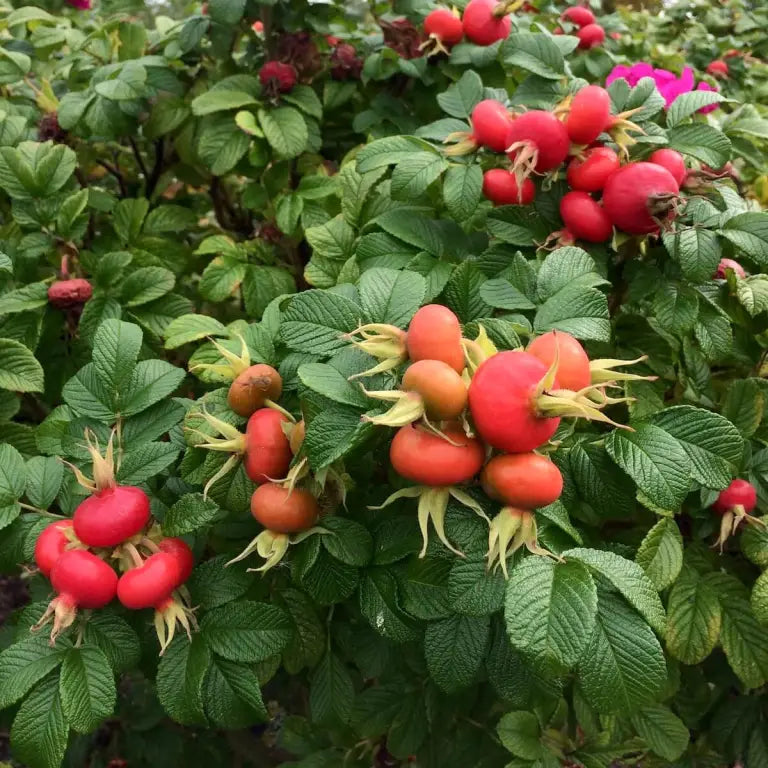 Kuşburnu (Rosa Rugosa) Fidanı