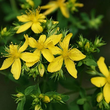 Sarı Kantaron Tohumu Paketi