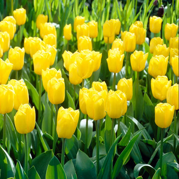 İthal Sarı Renkli Lale Soğanı Paketi