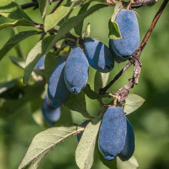 Bal Yemişi Fidanı - Honeyberry Sapling