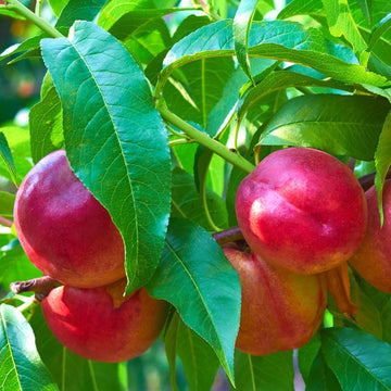 Nektarin Fidanı - 2.5 Yaş - Açık Köklü