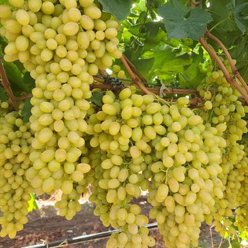 Açık Köklü - Beyaz Çekirdeksiz Asma Üzüm Fidanı