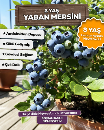 3 Yaş Meyve Vermeye Hazır Yaban Mersini Fidanı - Blueberry Sapling