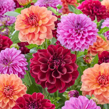 Yıldız Çiçeği Tohumu Paketi