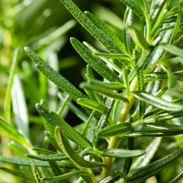 Zahter Kekik Tohumu Paketi